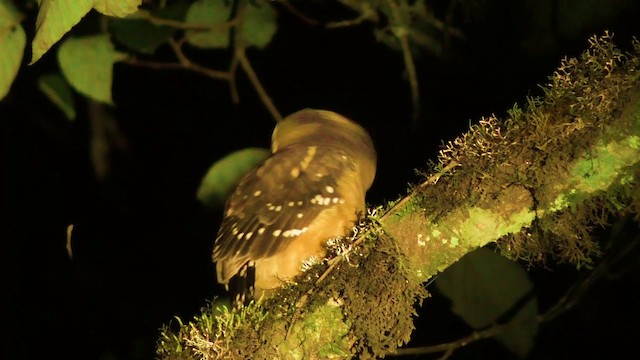 Buff-fronted Owl - ML201688041