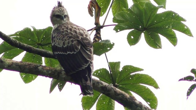 Black-and-chestnut Eagle - ML201688071