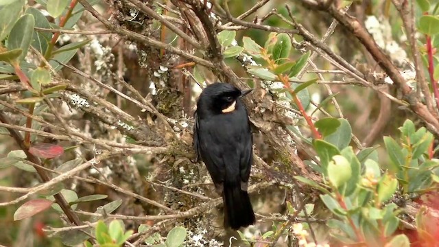 Moustached Flowerpiercer (albilinea) - ML201688081