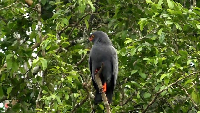 Slender-billed Kite - ML201688111