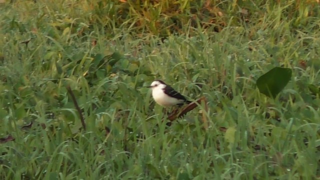 Black-backed Water-Tyrant - ML201688161