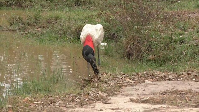 Jabiru - ML201688181