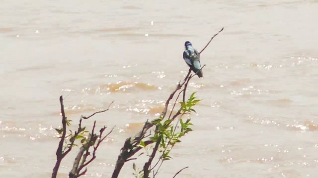 Golondrina Aliblanca - ML201688281