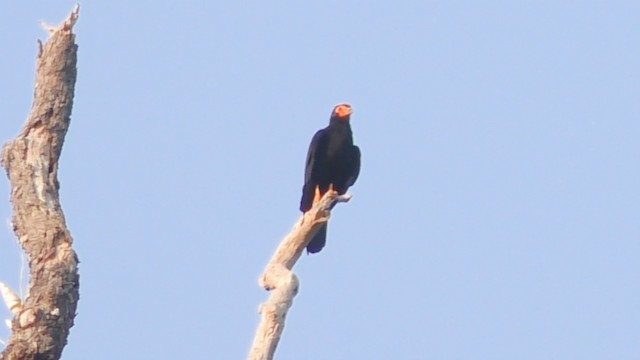 Black Caracara - ML201688291