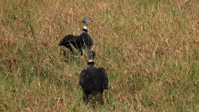 Southern Screamer - ML201688391