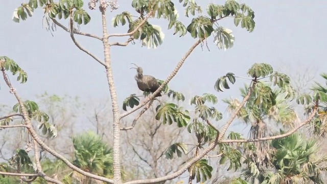 Plumbeous Ibis - ML201688401