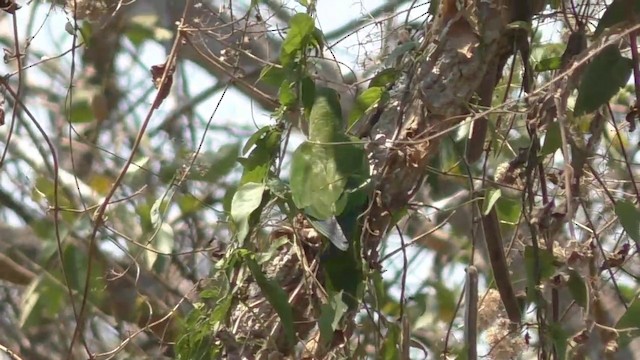 Aratinga Frentidorada - ML201688411