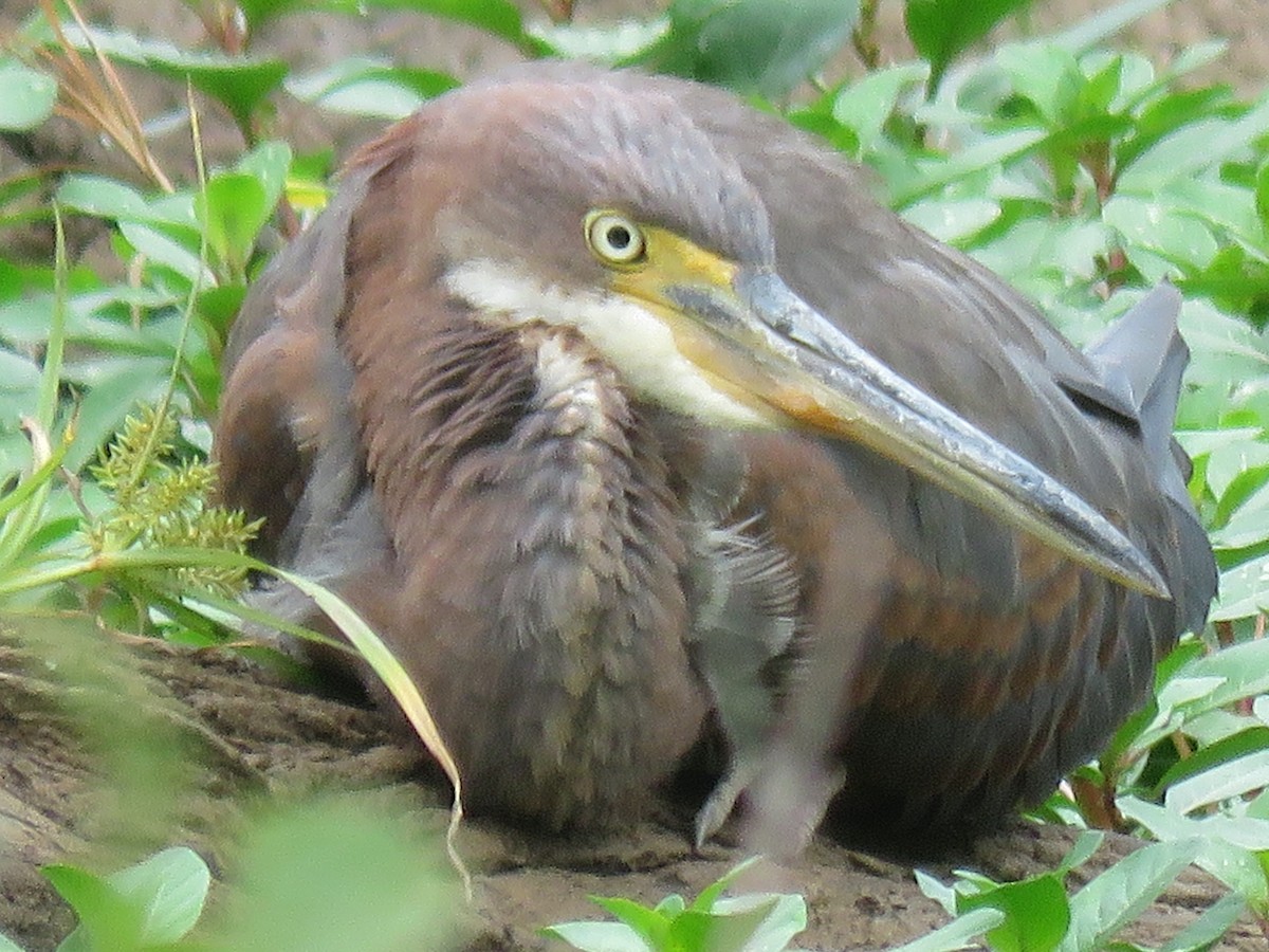 Tricolored Heron - ML20168851