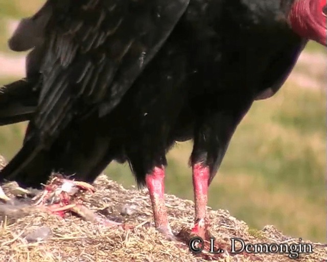 Turkey Vulture (South Temperate) - ML201688561