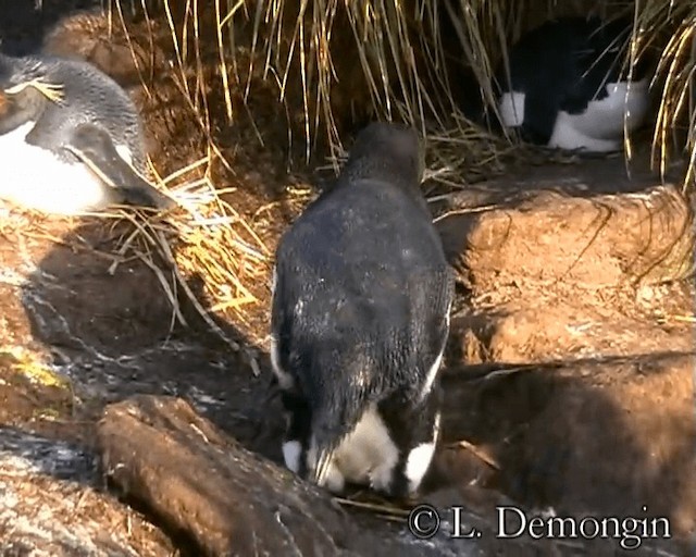 Southern Rockhopper Penguin (Western) - ML201688871