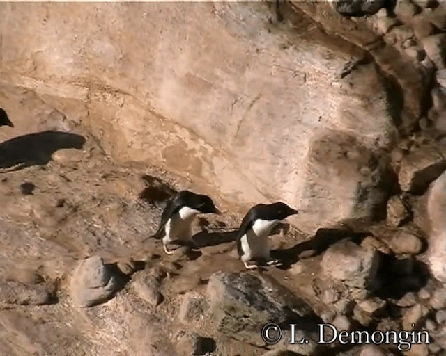 Pingüino Saltarrocas Meridional (chrysocome) - ML201688901