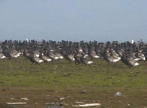 Brant (Dark-bellied) - ML201688951