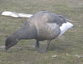 Brant (Dark-bellied) - ML201688961