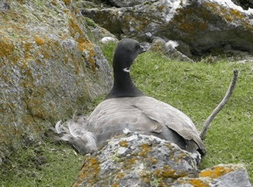 Brant (Dark-bellied) - ML201688991