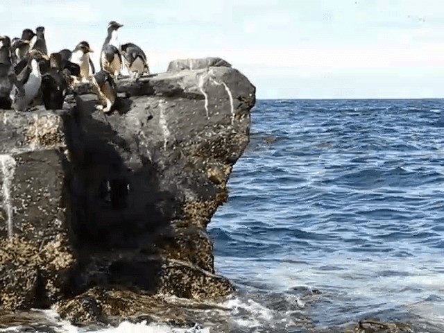 Southern Rockhopper Penguin (Western) - ML201689071