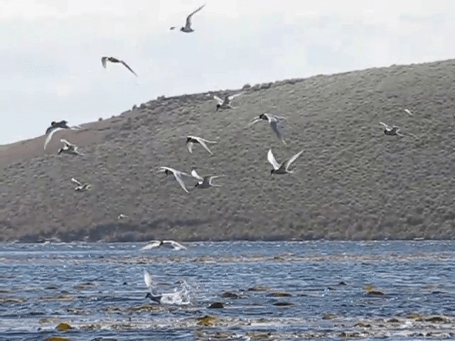 Falklandseeschwalbe - ML201689101
