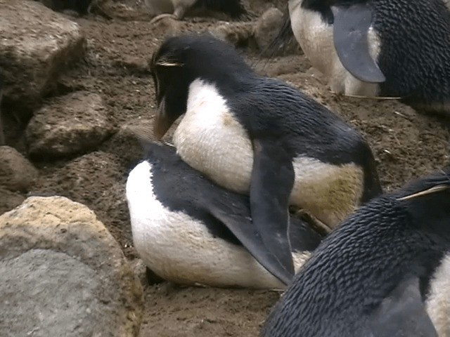 Pingüino Saltarrocas Meridional (chrysocome) - ML201689121
