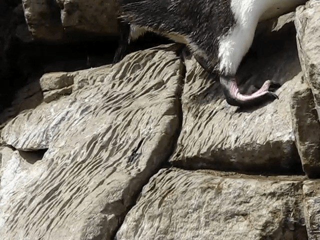 tučňák skalní (ssp. chrysocome) - ML201689131