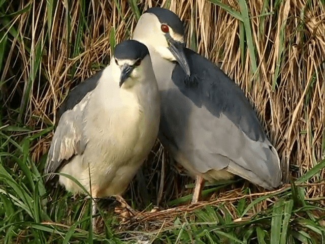 Bihoreau gris (falklandicus) - ML201689151