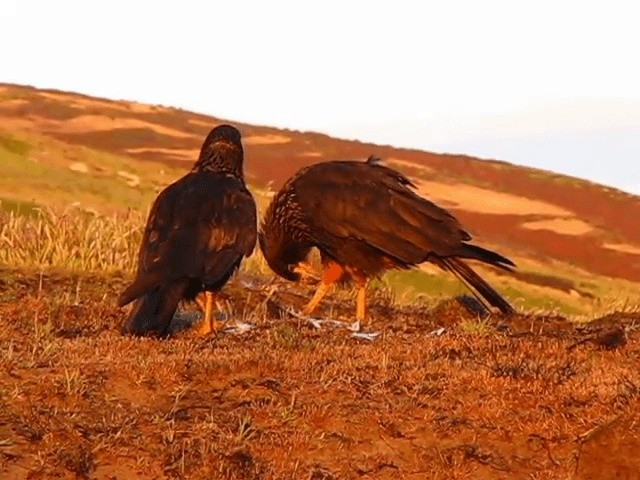 Caracara austral - ML201689331