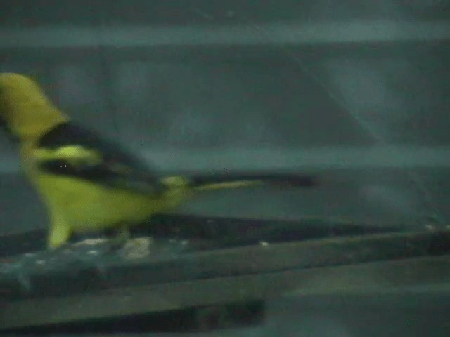 Oriole à queue jaune - ML201689441