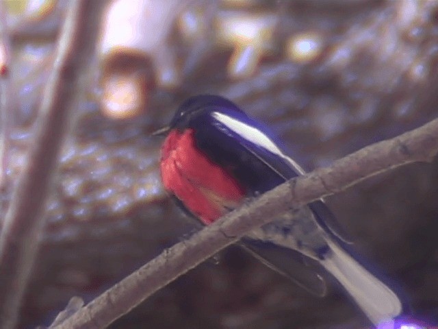 Painted Redstart - ML201689491