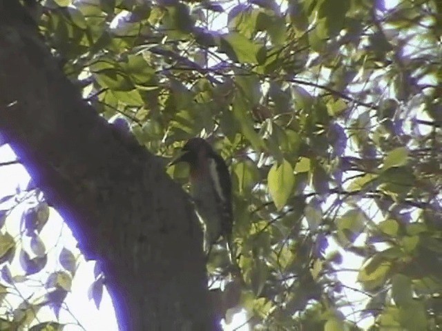 Red-breasted Sapsucker (daggetti) - ML201689551