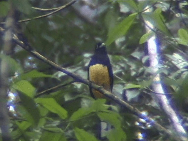 Black-headed Trogon - ML201689571