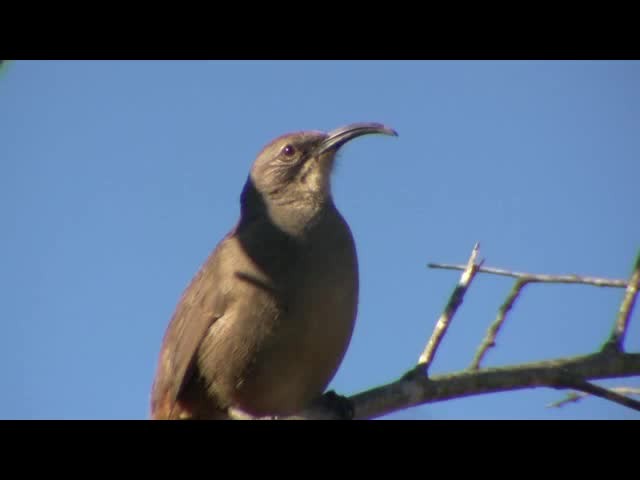 California Thrasher - ML201689611