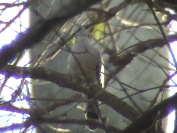 Black-billed Wood-Dove - ML201689651