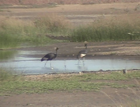 Black Crowned-Crane - ML201689681