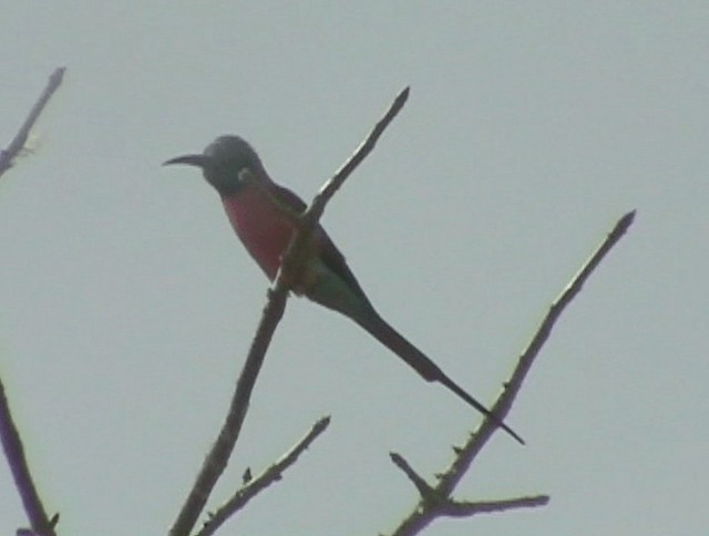 Northern Carmine Bee-eater - ML201689741