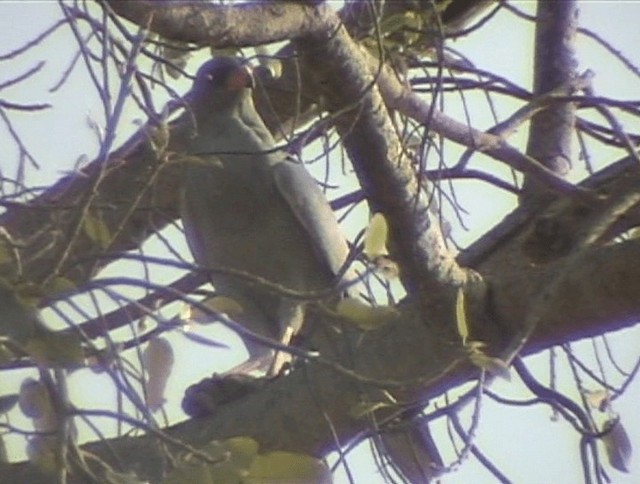 Dark Chanting-Goshawk - ML201689751