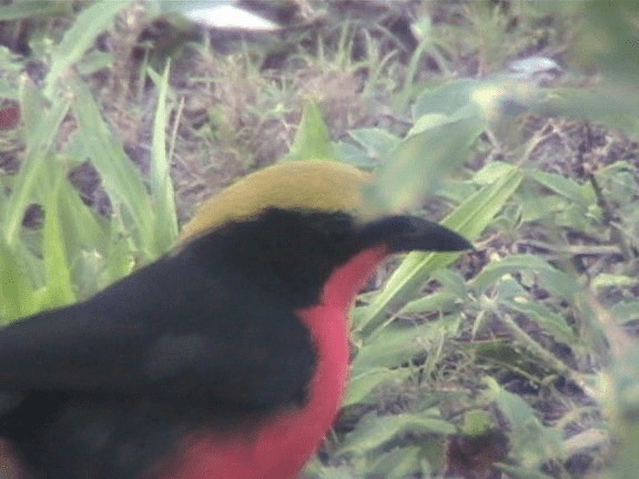 Yellow-crowned Gonolek - ML201689781