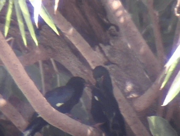 Green Woodhoopoe - ML201689801