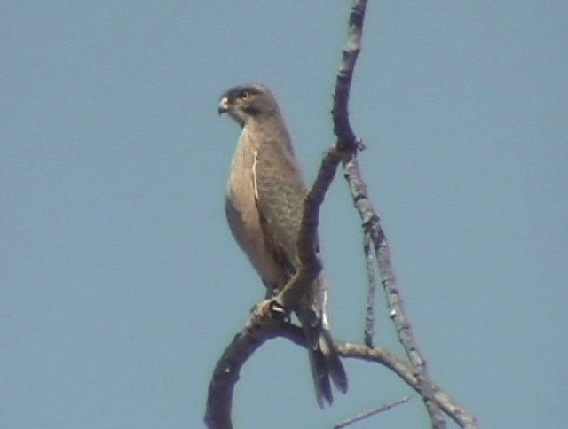 Саранчовый сарыч - ML201689811