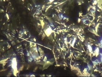 African Green-Pigeon (African) - ML201689841