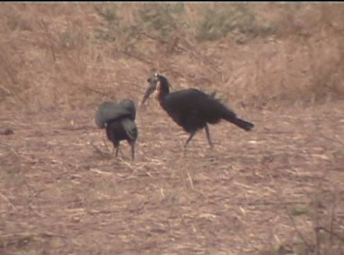 Abyssinian Ground-Hornbill - ML201689871