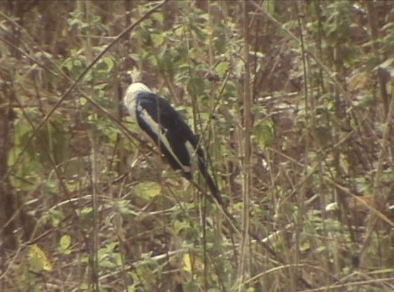 White-crested Helmetshrike (Long-crested) - ML201689881