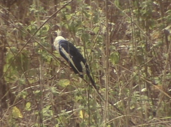 White Helmetshrike (Long-crested) - ML201689881