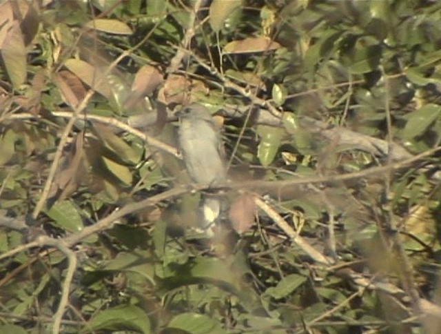 Lesser Honeyguide (Lesser) - ML201689901