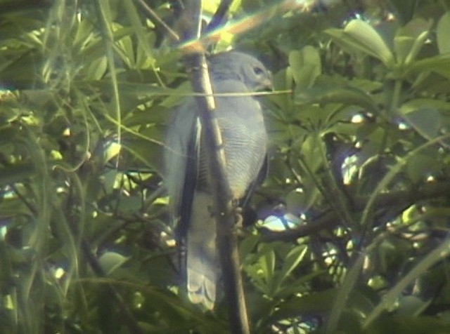 Lizard Buzzard - ML201689911