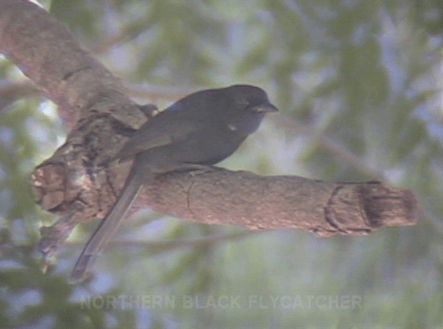 Senegaldrongoschnäpper - ML201689941