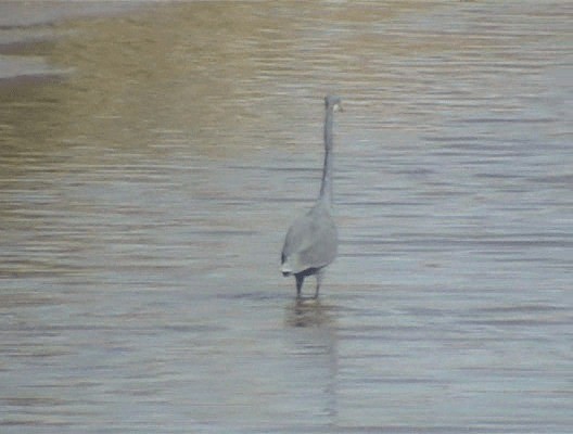 Aigrette à gorge blanche (gularis) - ML201690031