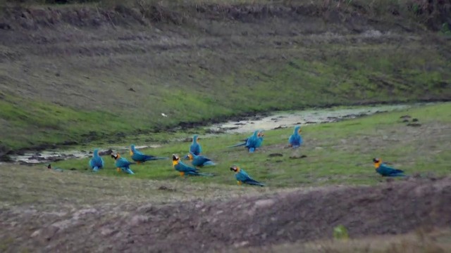 Guacamayo Azuliamarillo - ML201690061