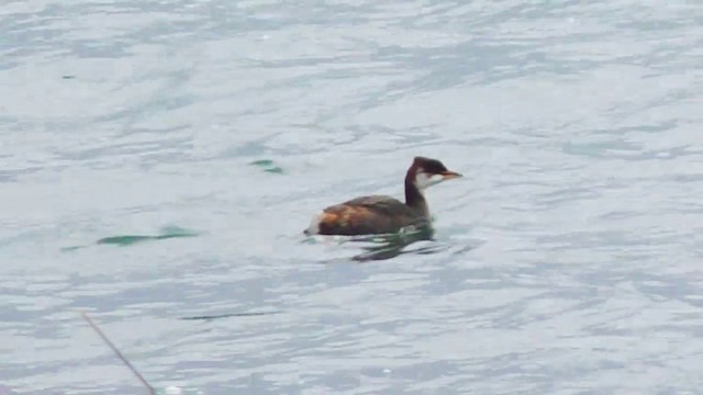 Titicaca Grebe - ML201690191