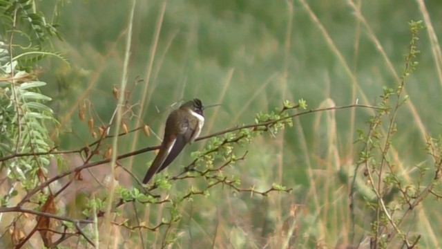 kolibřík výšinový (ssp. nobilis) - ML201690231