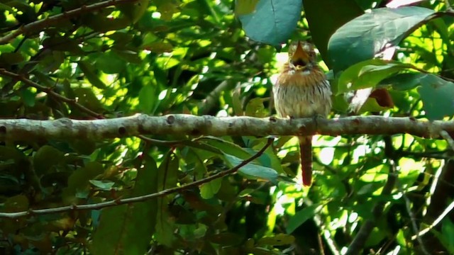 Western Striolated-Puffbird - ML201690271