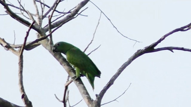 Mealy Parrot (Southern) - ML201690291