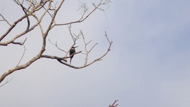 Jacamar à longue queue - ML201690311